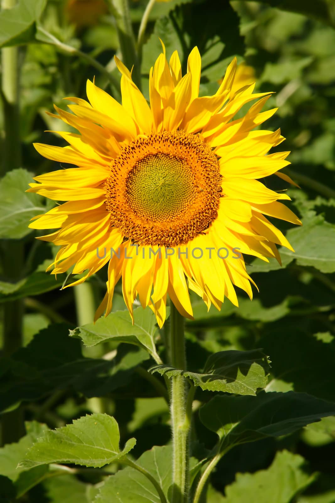 sunflowers, yellow, vibrant, sunny, sunflower, sky, scene, rural, prato, plantation, plant, panorama, overcast, outside, nature, growth, green, flower, field, farm, earth, culture, country, clear, bright, blue, agriculture,