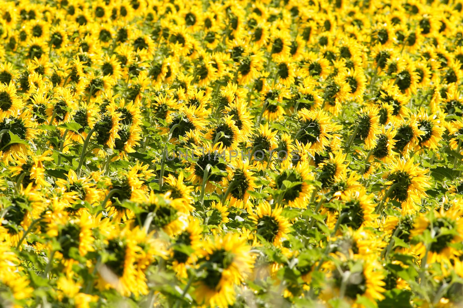 sunflowers by charlieisland