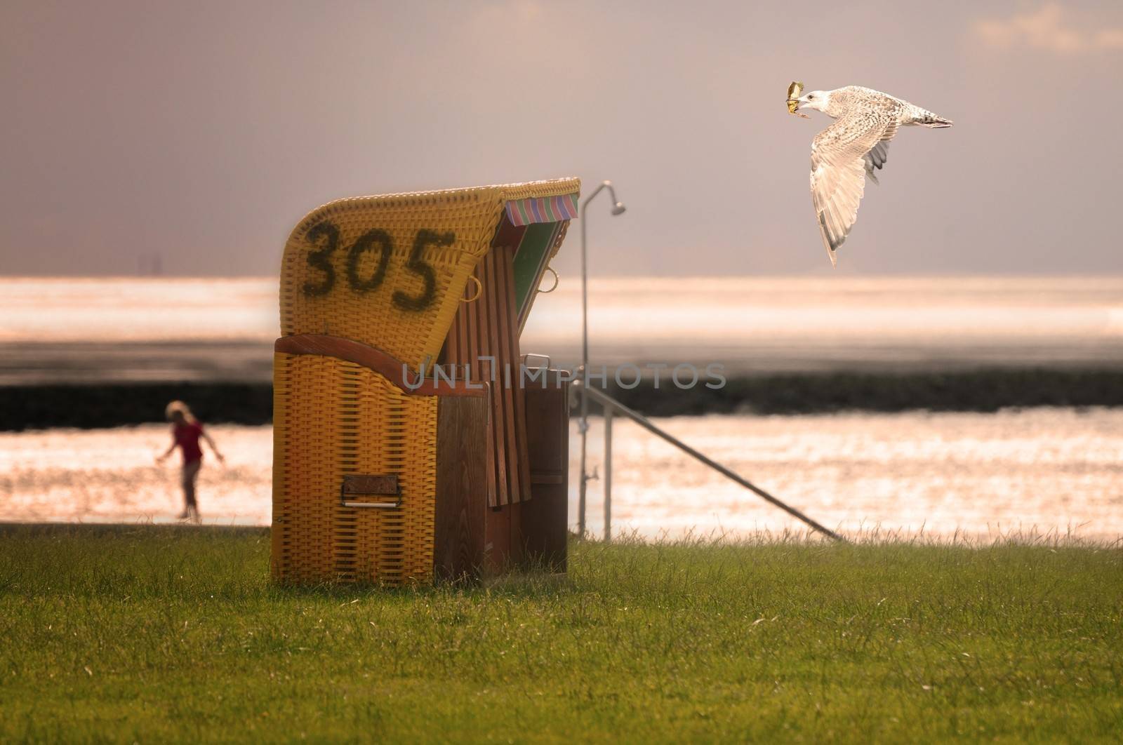 A seagull flies past a beach chair on the North Sea.