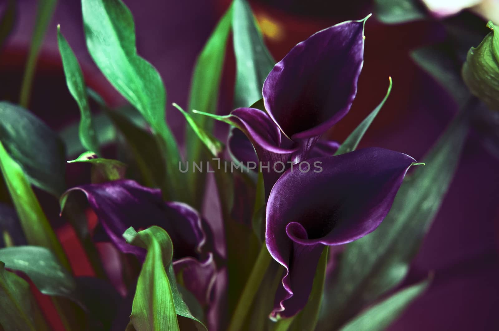 Blooming Flowers black calla lilies with green leaves .