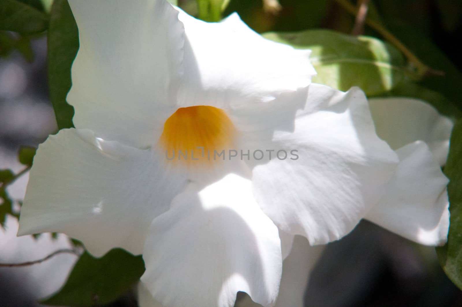 White flowers Petunia . by LarisaP