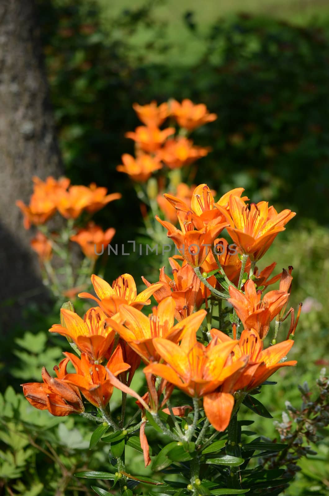 orange lily by sarkao