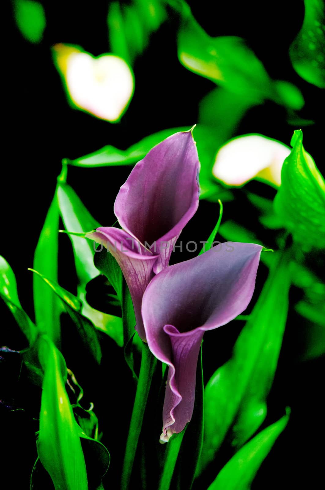 Blooming Flowers black calla lilies with green leaves .