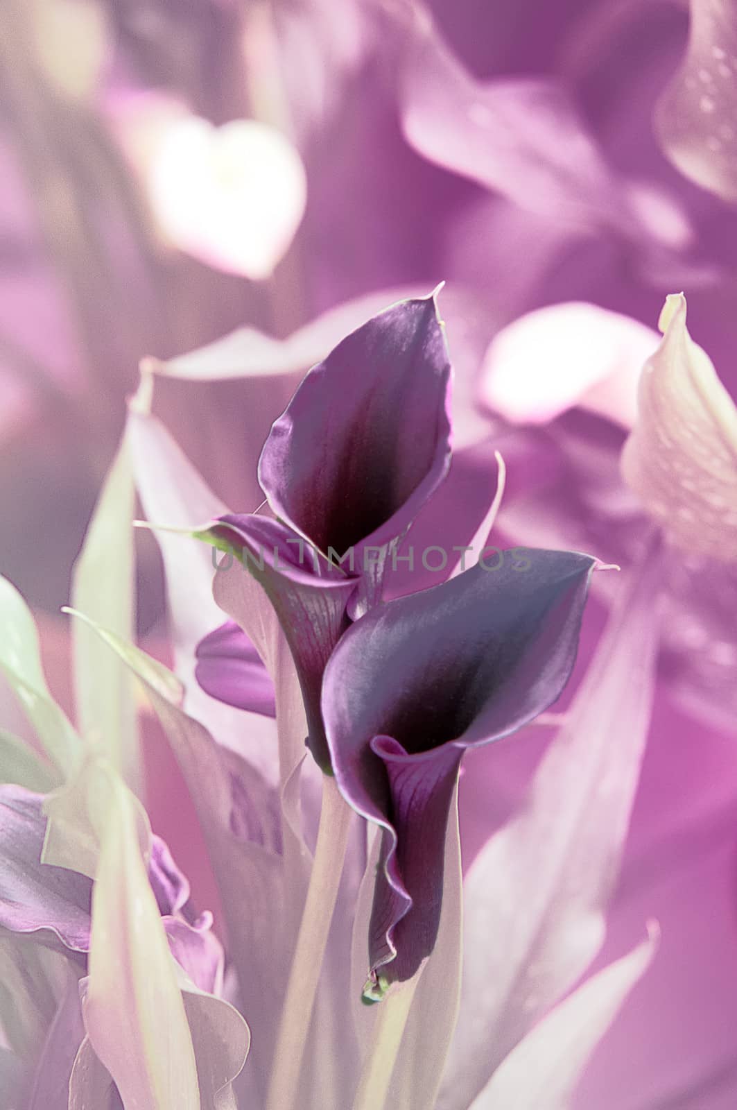 Blooming Flowers black calla lilies with green leaves .