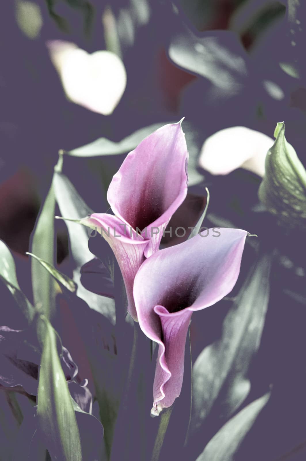 Blooming Flowers black calla lilies with green leaves .