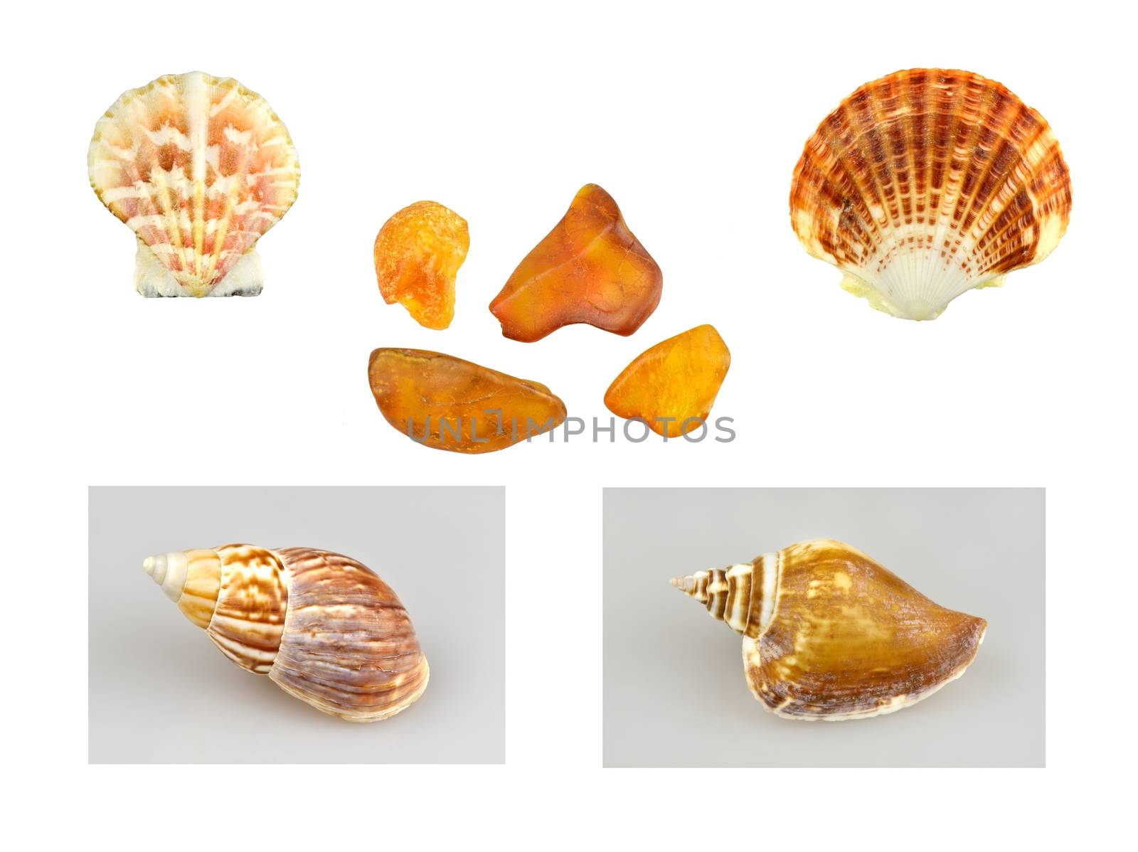 A collage of shells, snails and amber.