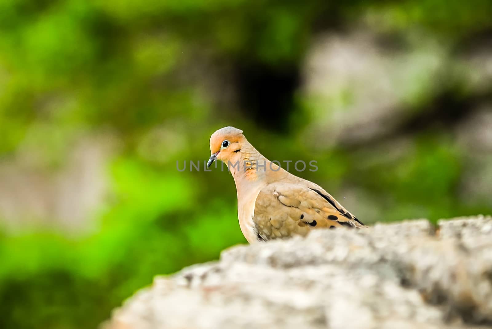 pigeon standing on a rock cliff in the wild