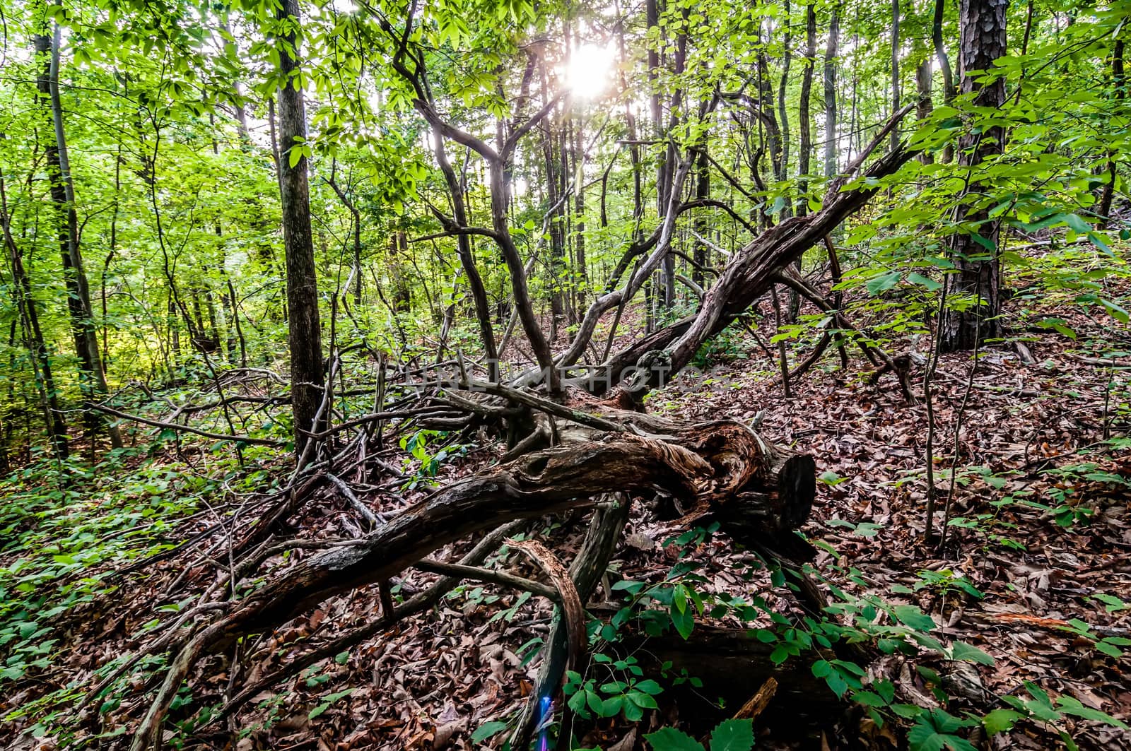 things you find on a hiking trail in state park by digidreamgrafix