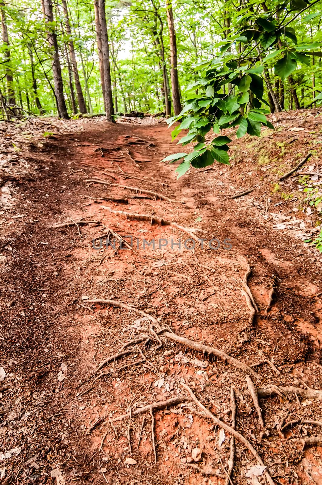 things you find on a hiking trail in state park by digidreamgrafix