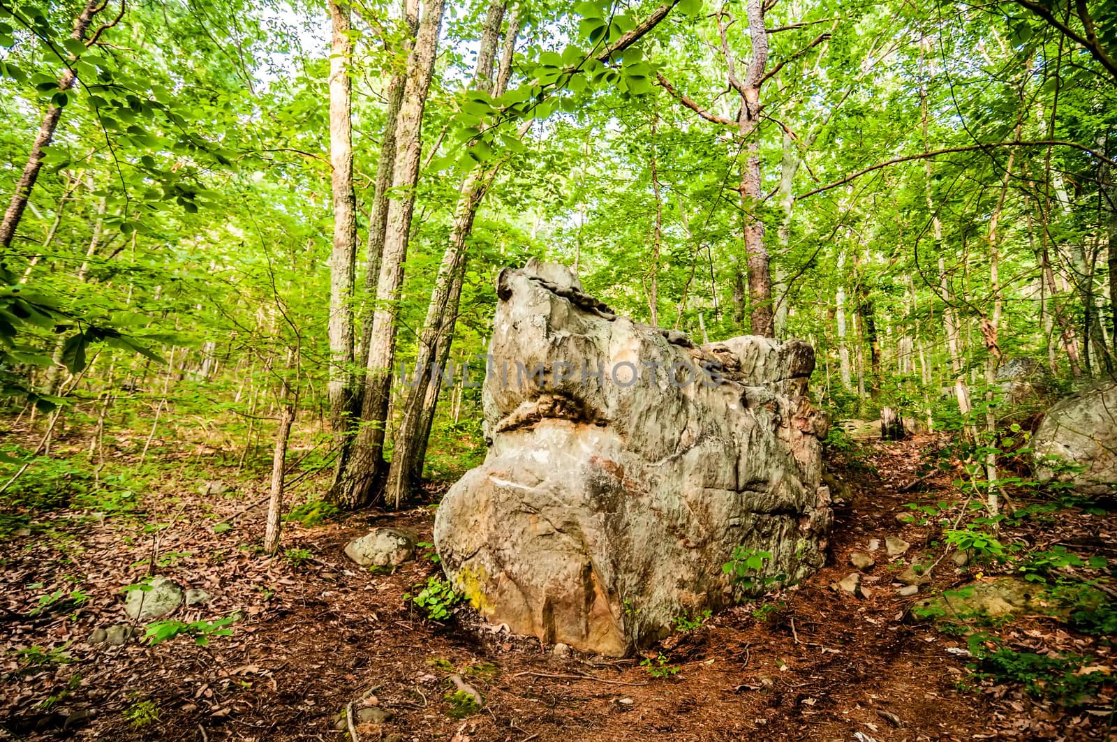 things you find on a hiking trail in state park-shark rock by digidreamgrafix