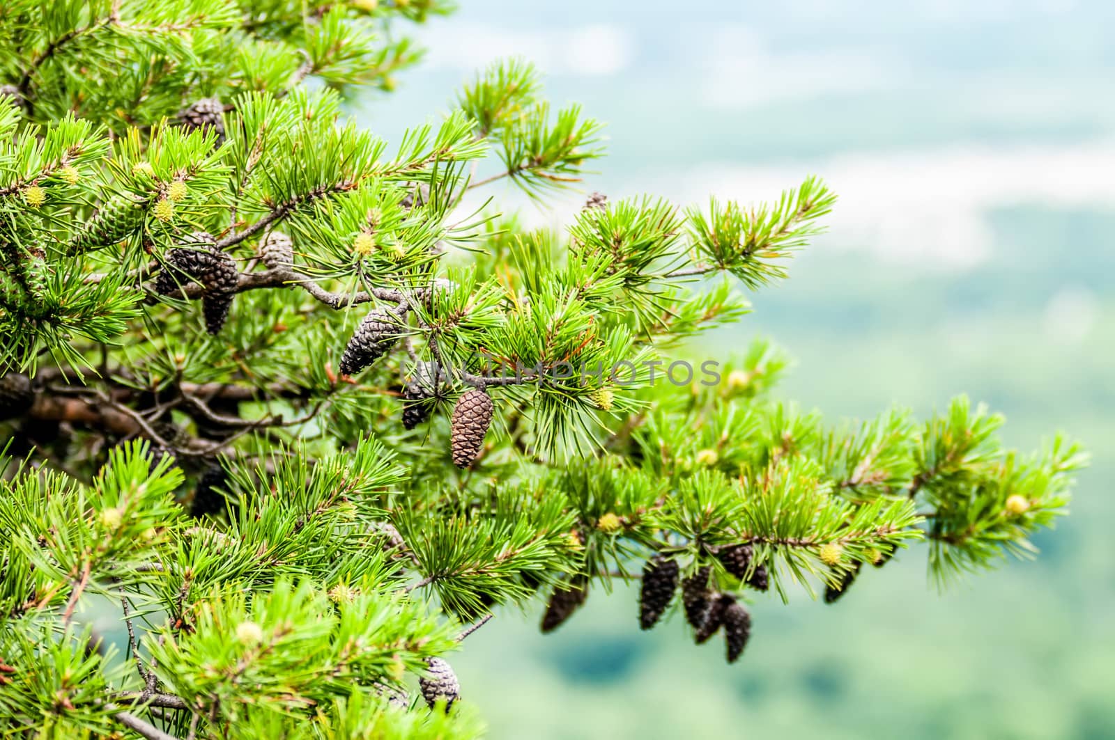 pine cones on evergreen tree branches