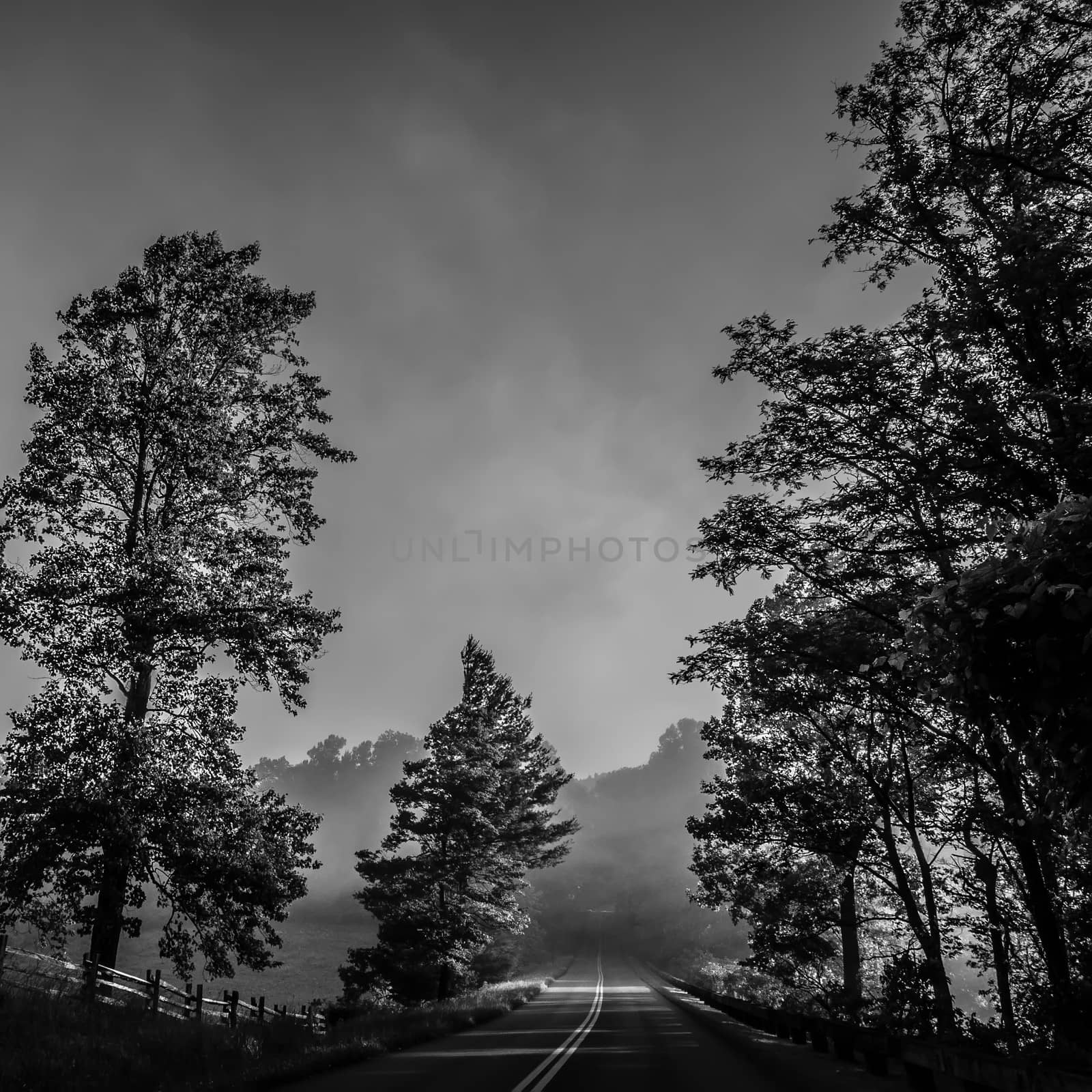 early morning nature on blue ridge parkway