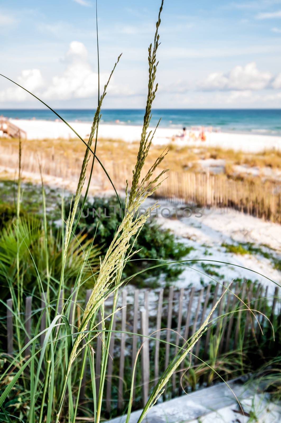 florida beach scene by digidreamgrafix