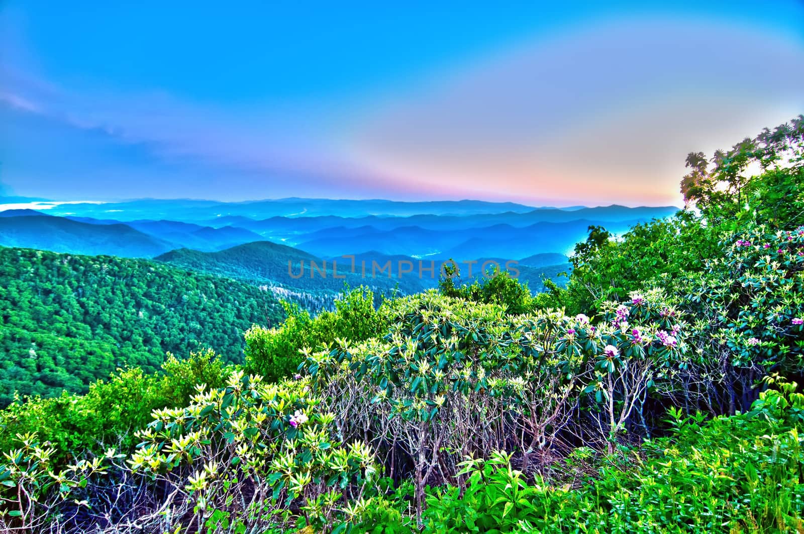 early morning nature on blue ridge parkway