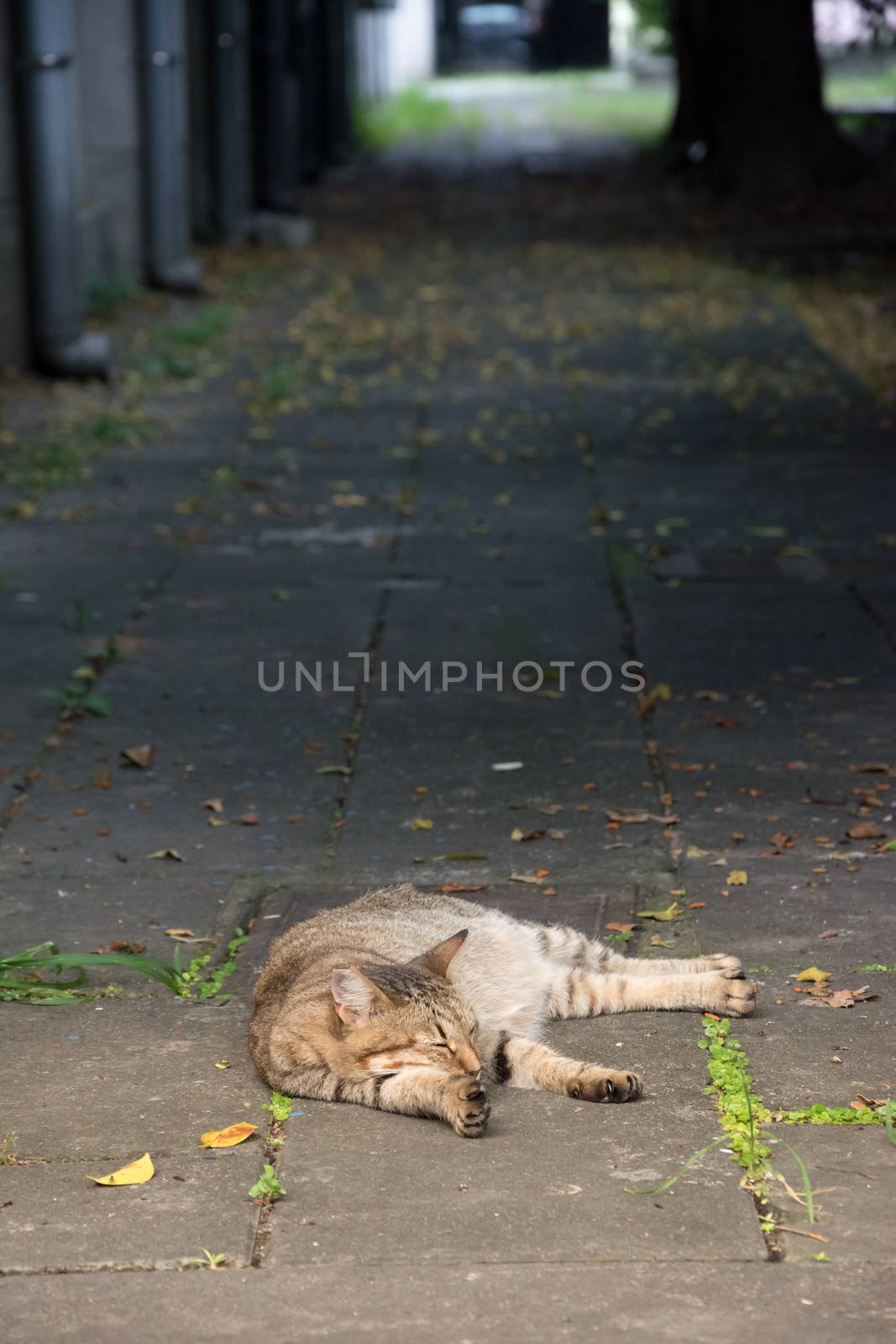 Stray tabby cat lay on ground in the street.