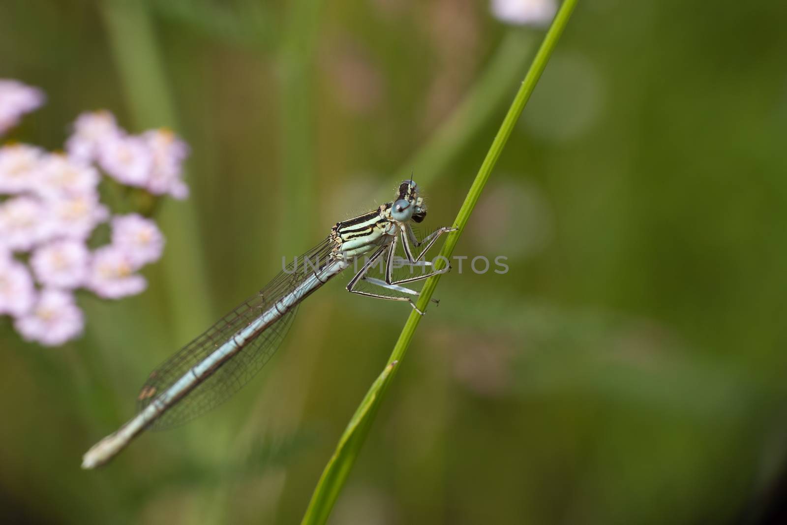 Blue dragonfly on a green blade of grass