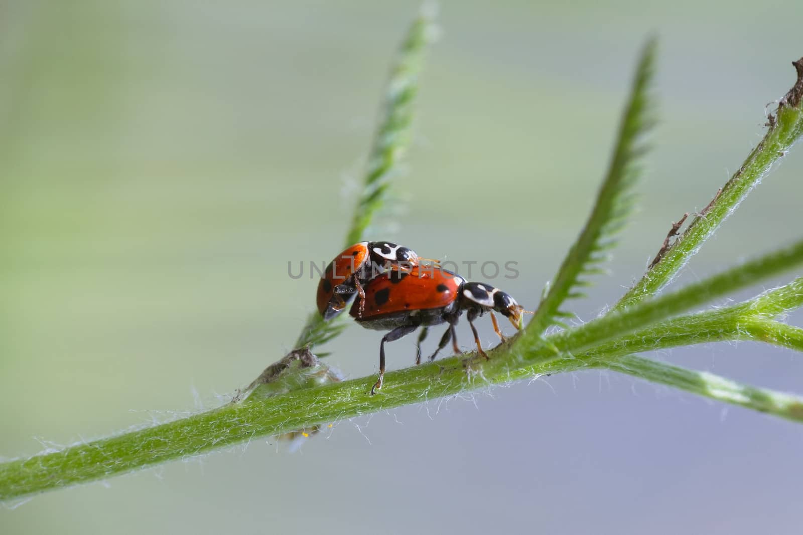 Two ladybugs mating on grass leaf in garden 