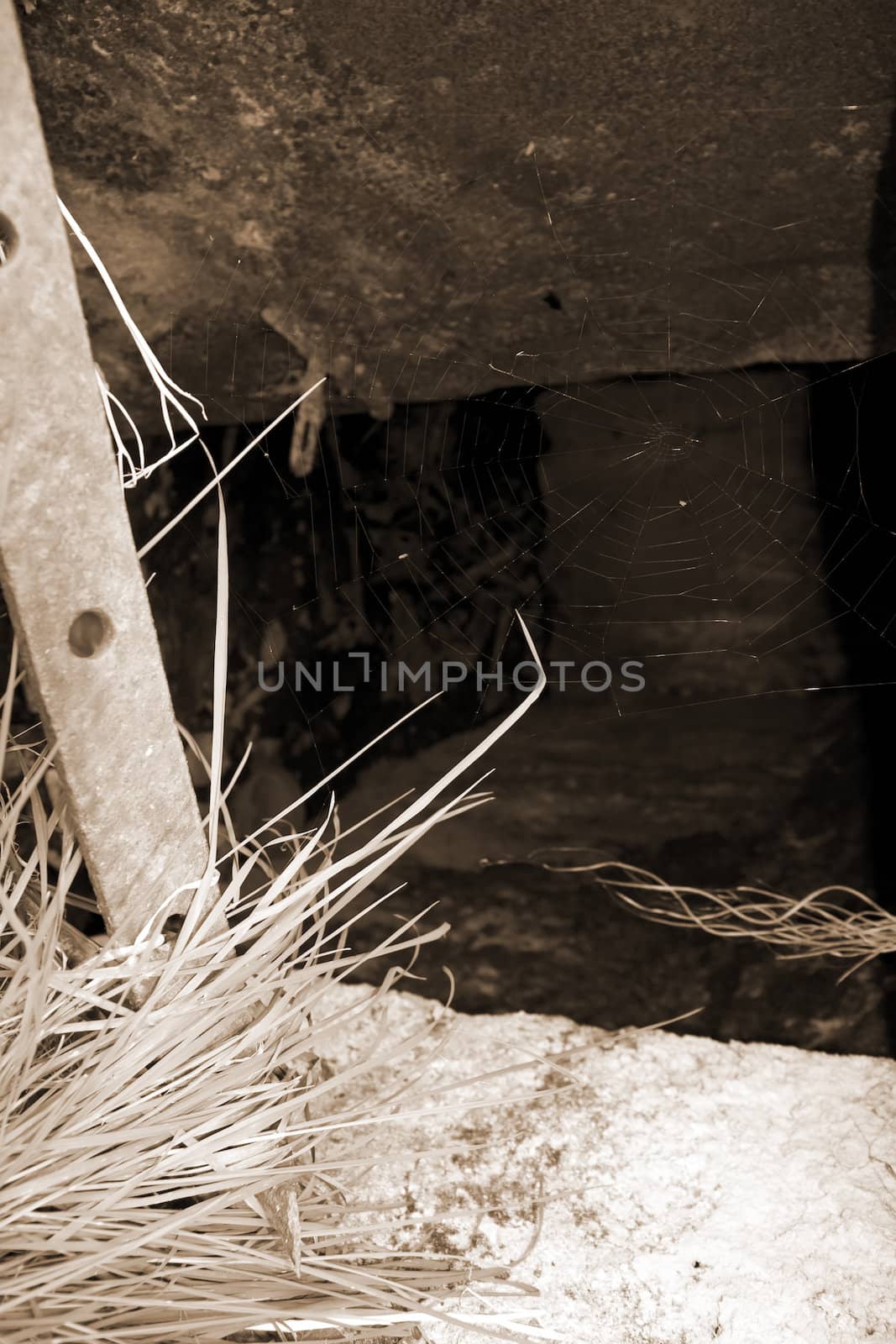 spiders cobweb covering the entrance to a open tomb