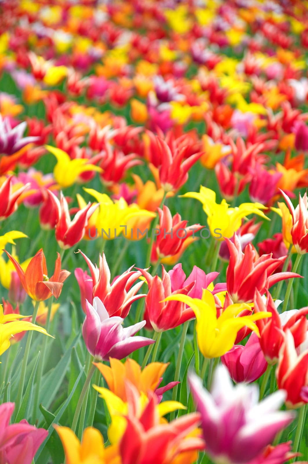 Colourful tulips