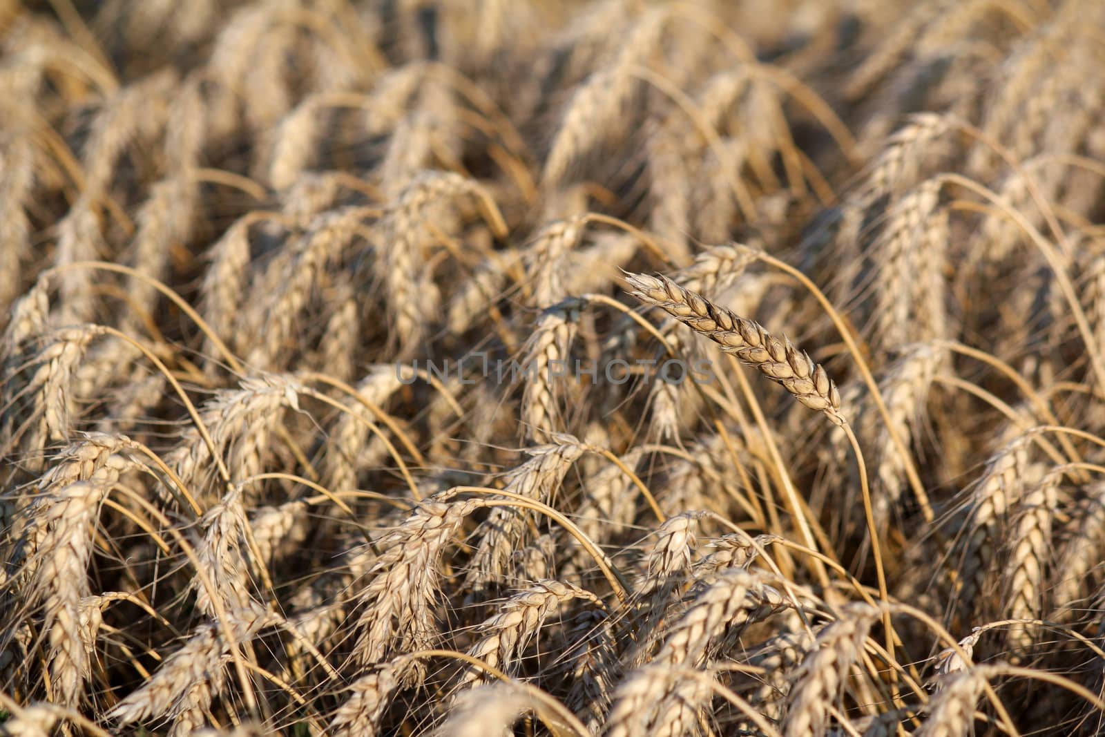 golden wheat field agriculture background 