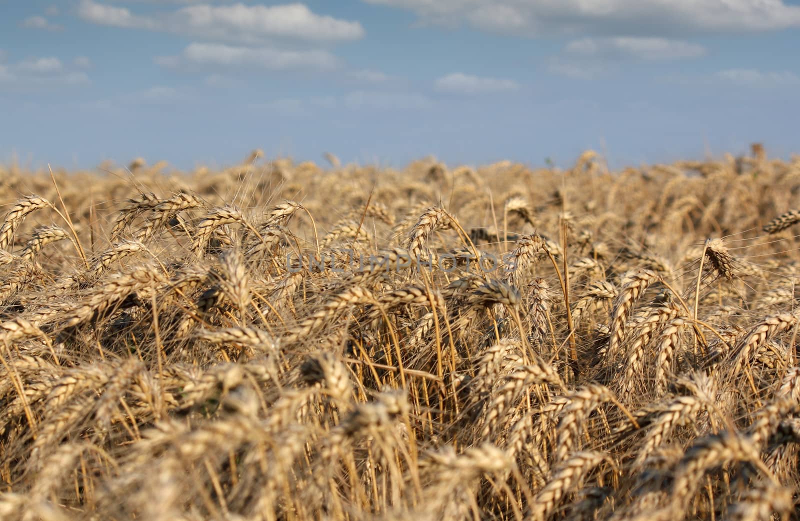 golden wheat field and blue sky summer scene