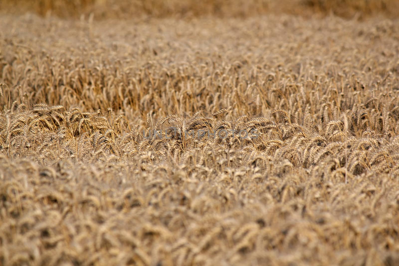 golden wheat field nature background by goce