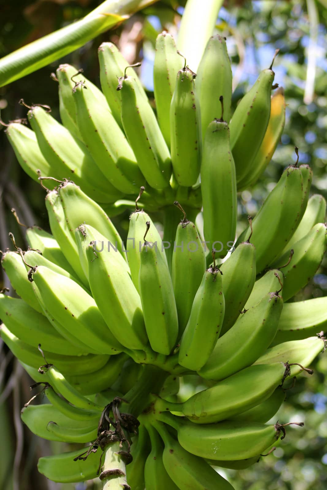 Closeup of a bunch of green bananas on a tree.