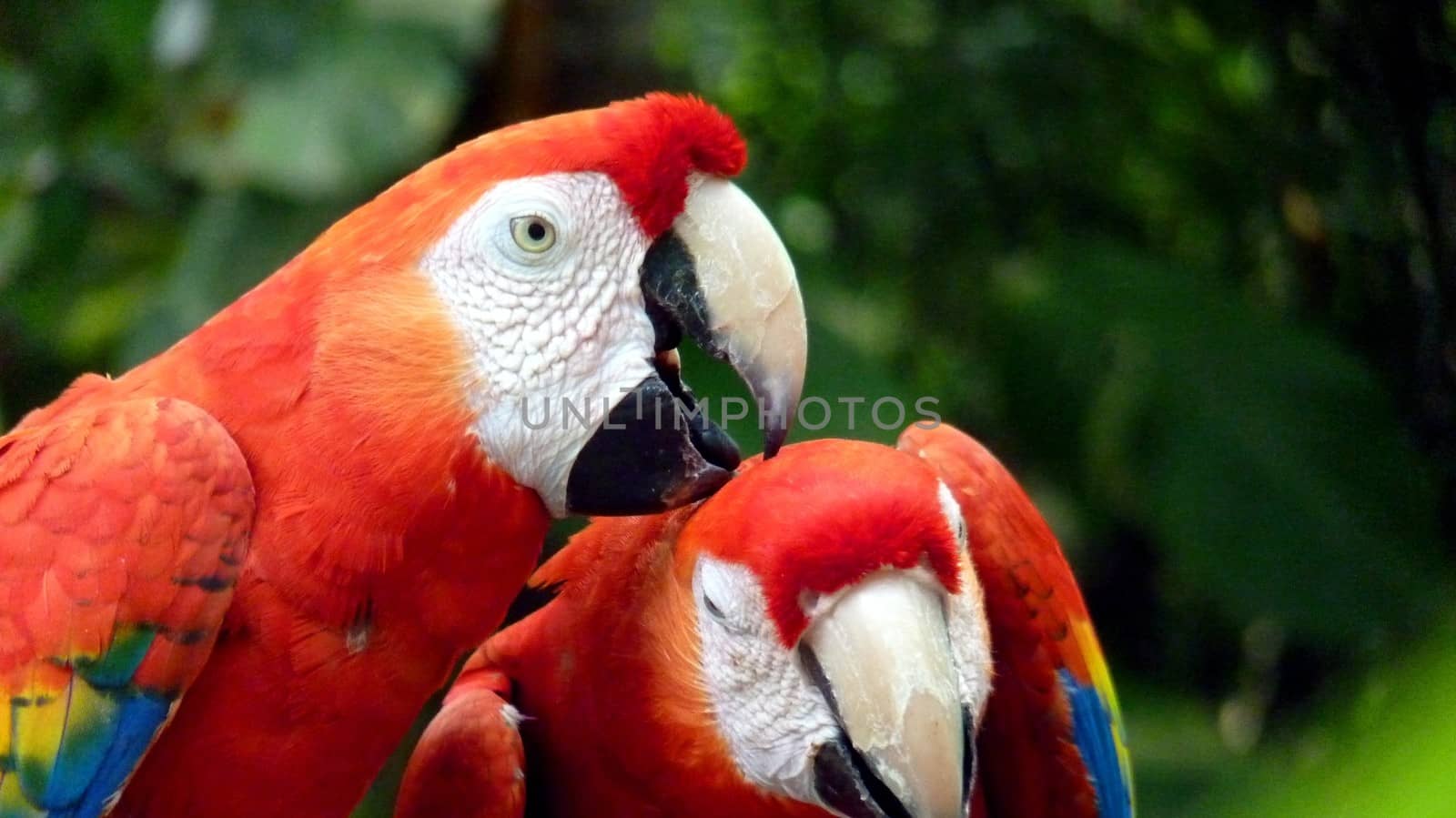 Colorful scarlet macaw perched on a branch, Mexico