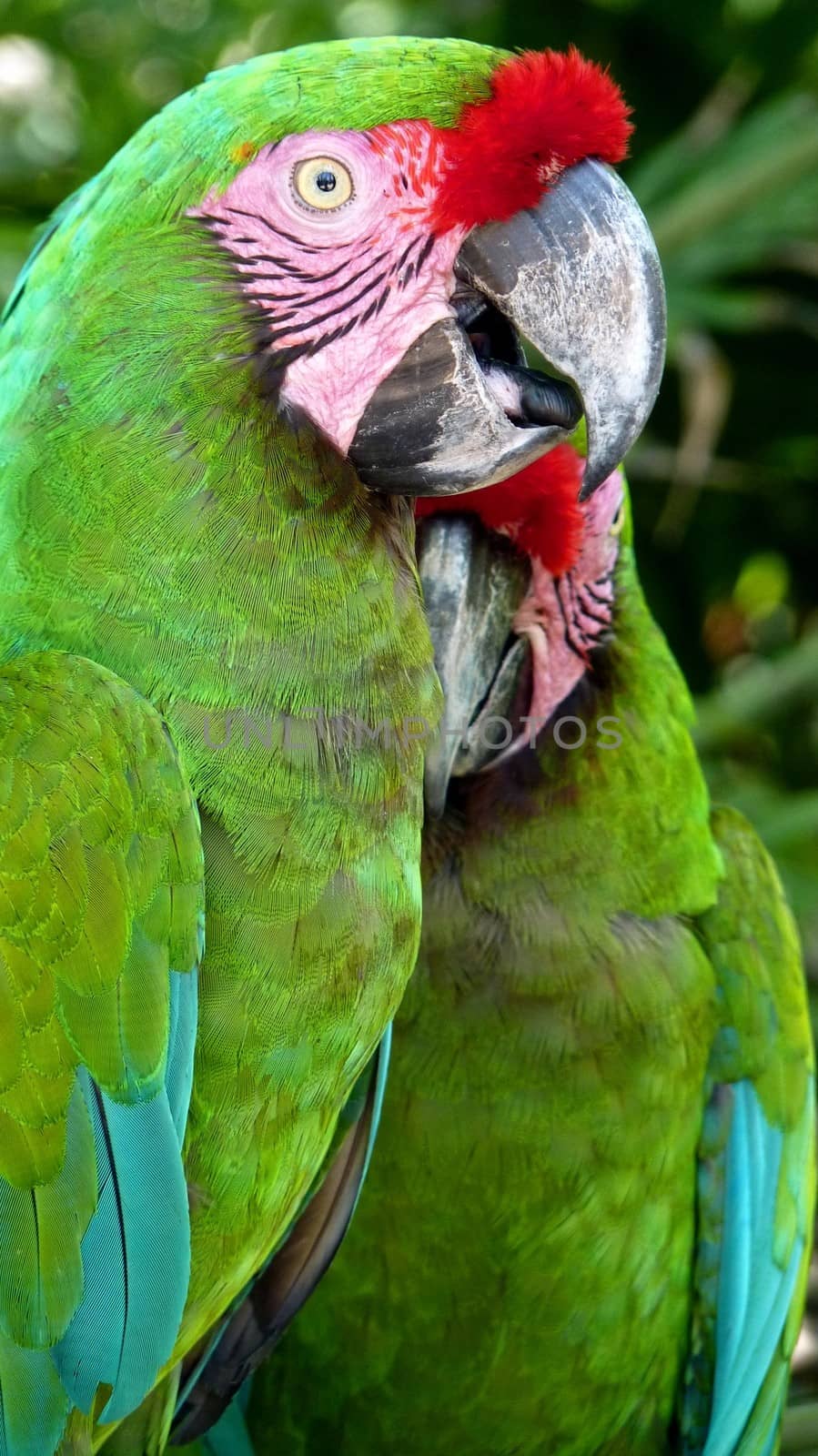 Colorful green macaw perched on a branch, Mexico