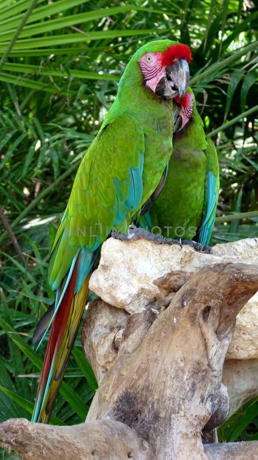 Colorful green macaw perched on a branch, Mexico