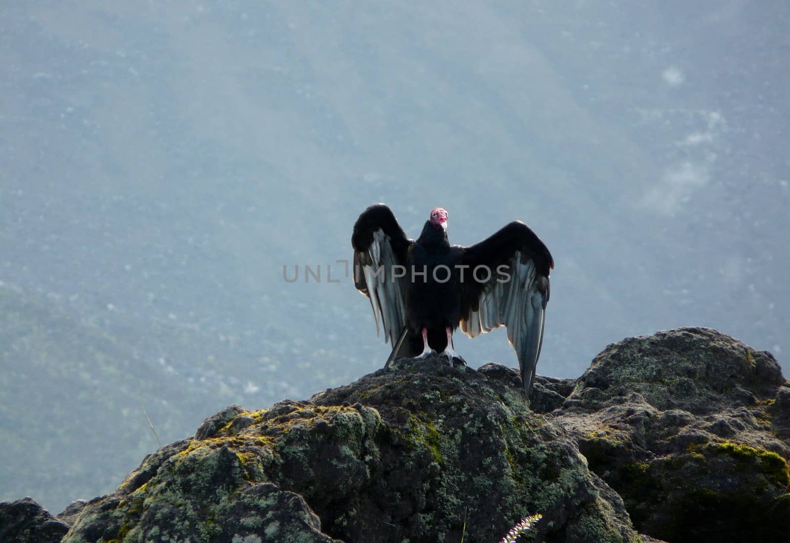 Turkey vulture by nicousnake