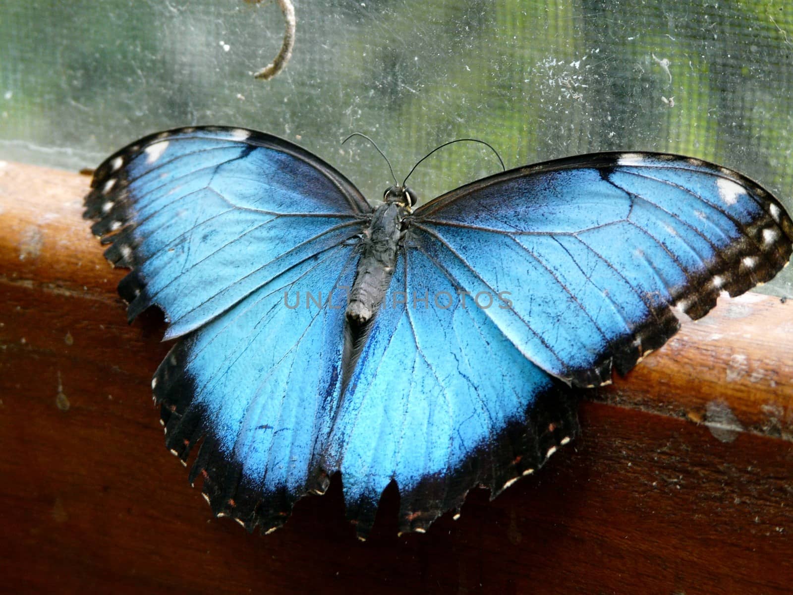 Blue Morpho butterfly by nicousnake