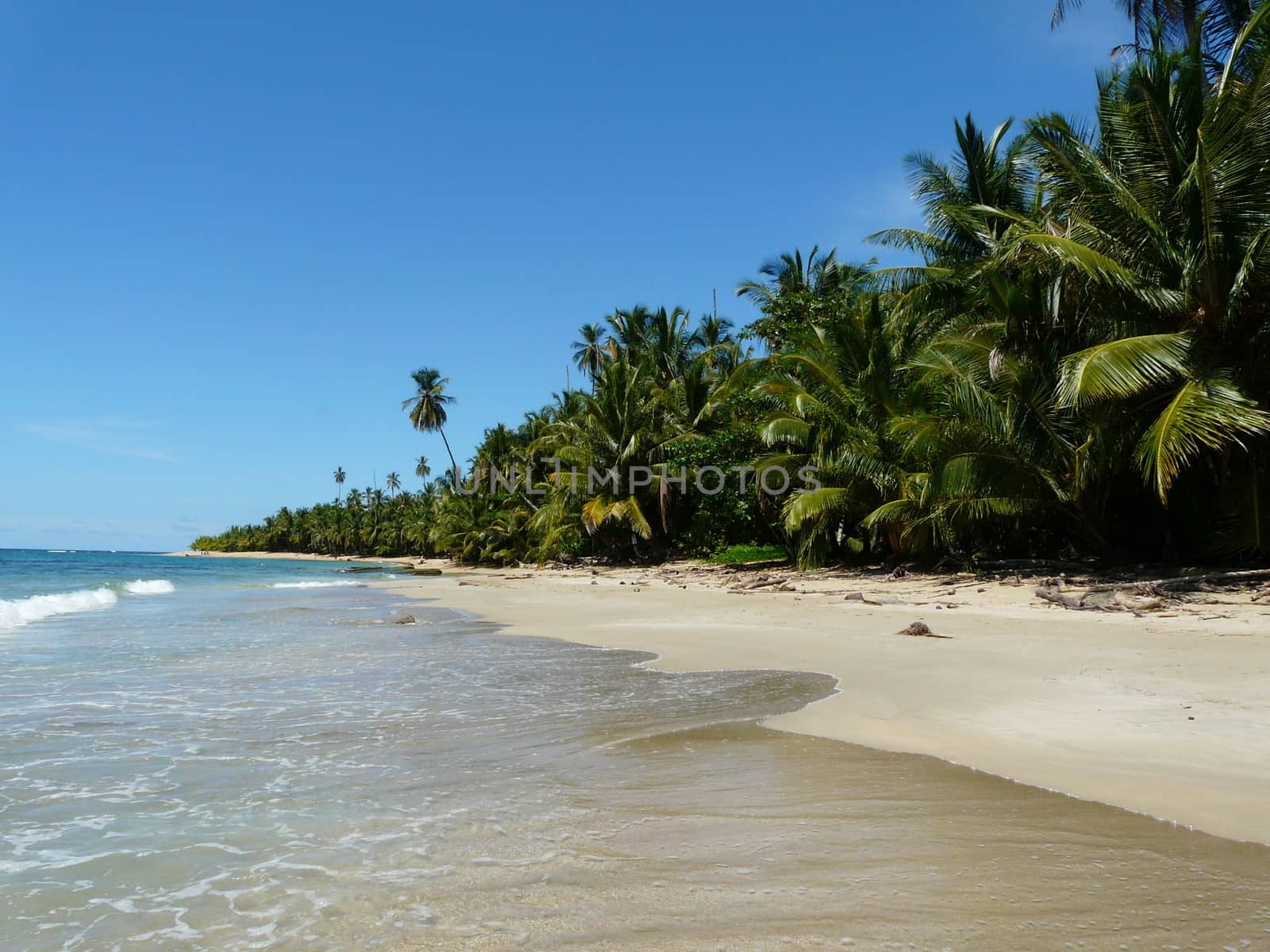 Coconuts trees on the beach,Caribbean, Punta Uva, Costa Rica