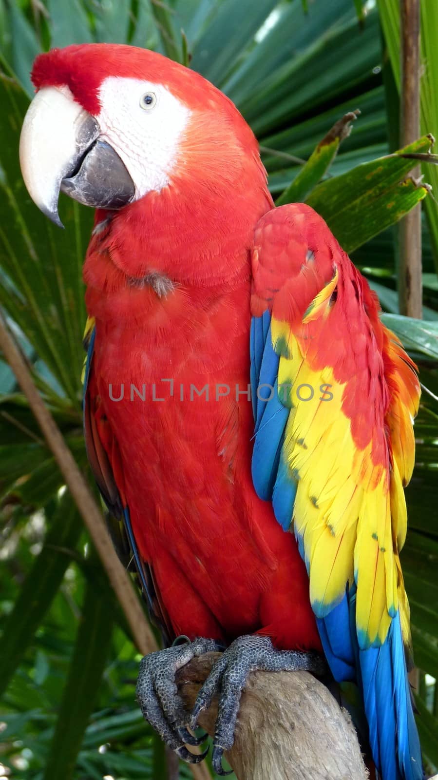 Colorful scarlet macaw perched on a branch, Mexico