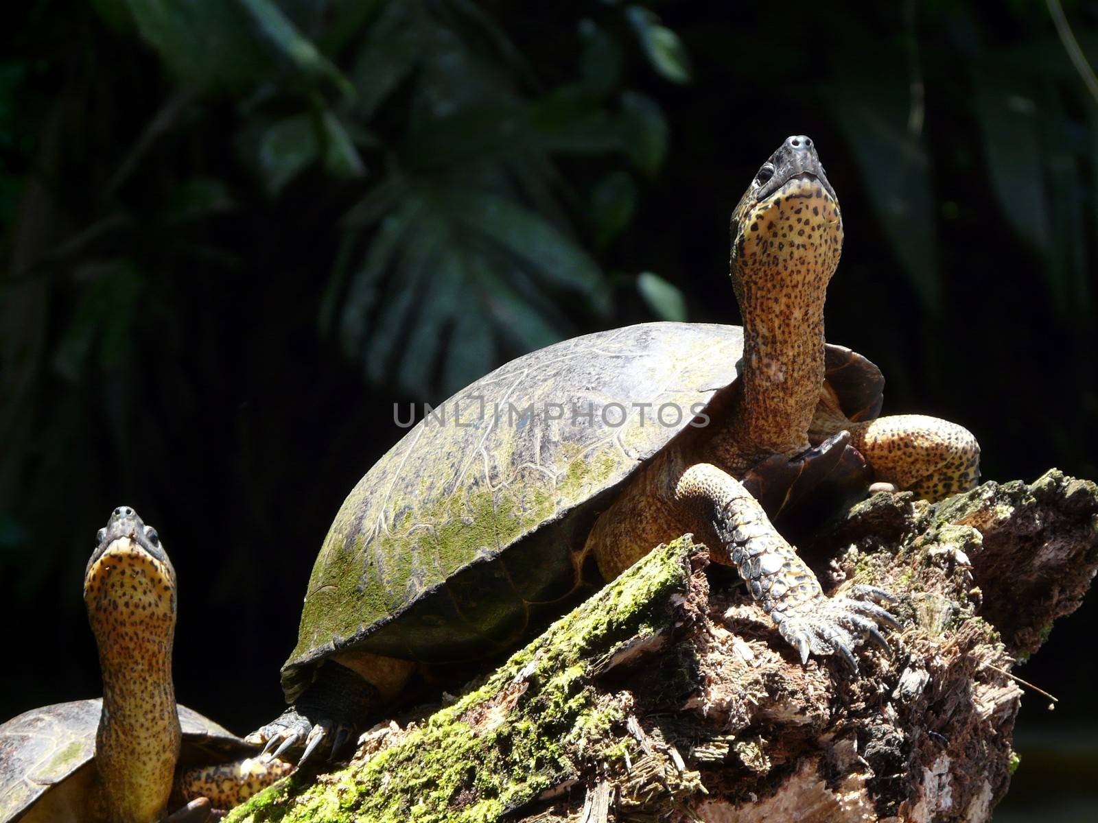 Green turtle by nicousnake