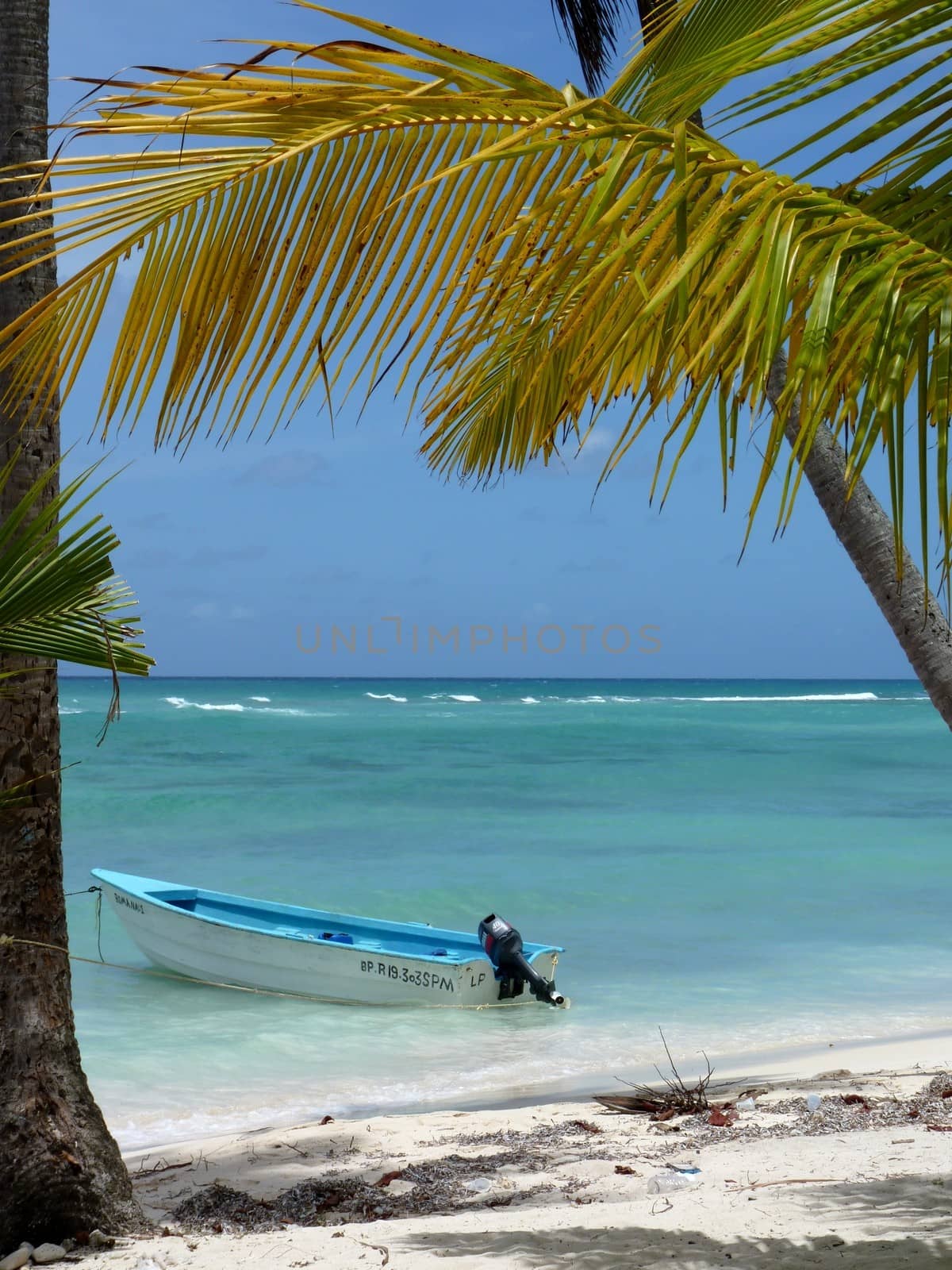 Palm trees on white beach of the Island Saona, Dominican Republic