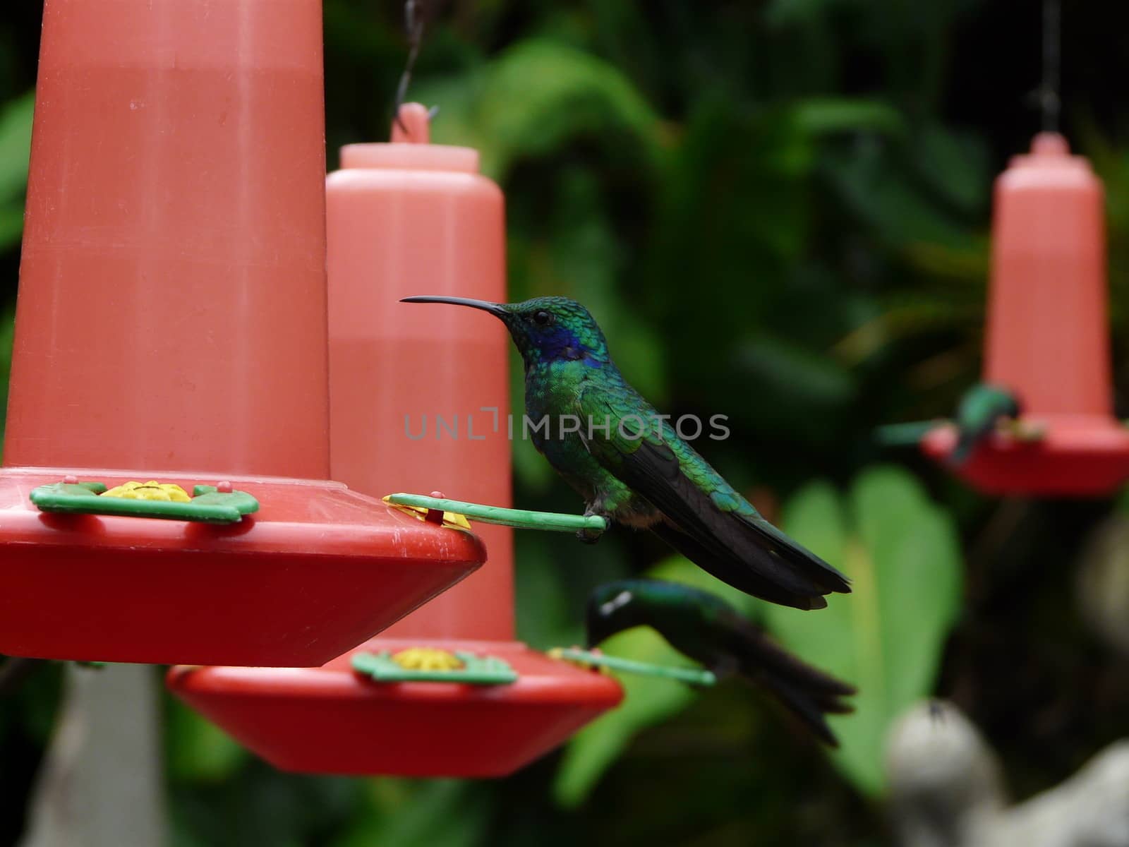 Hummingbird feeding from a red feeder
