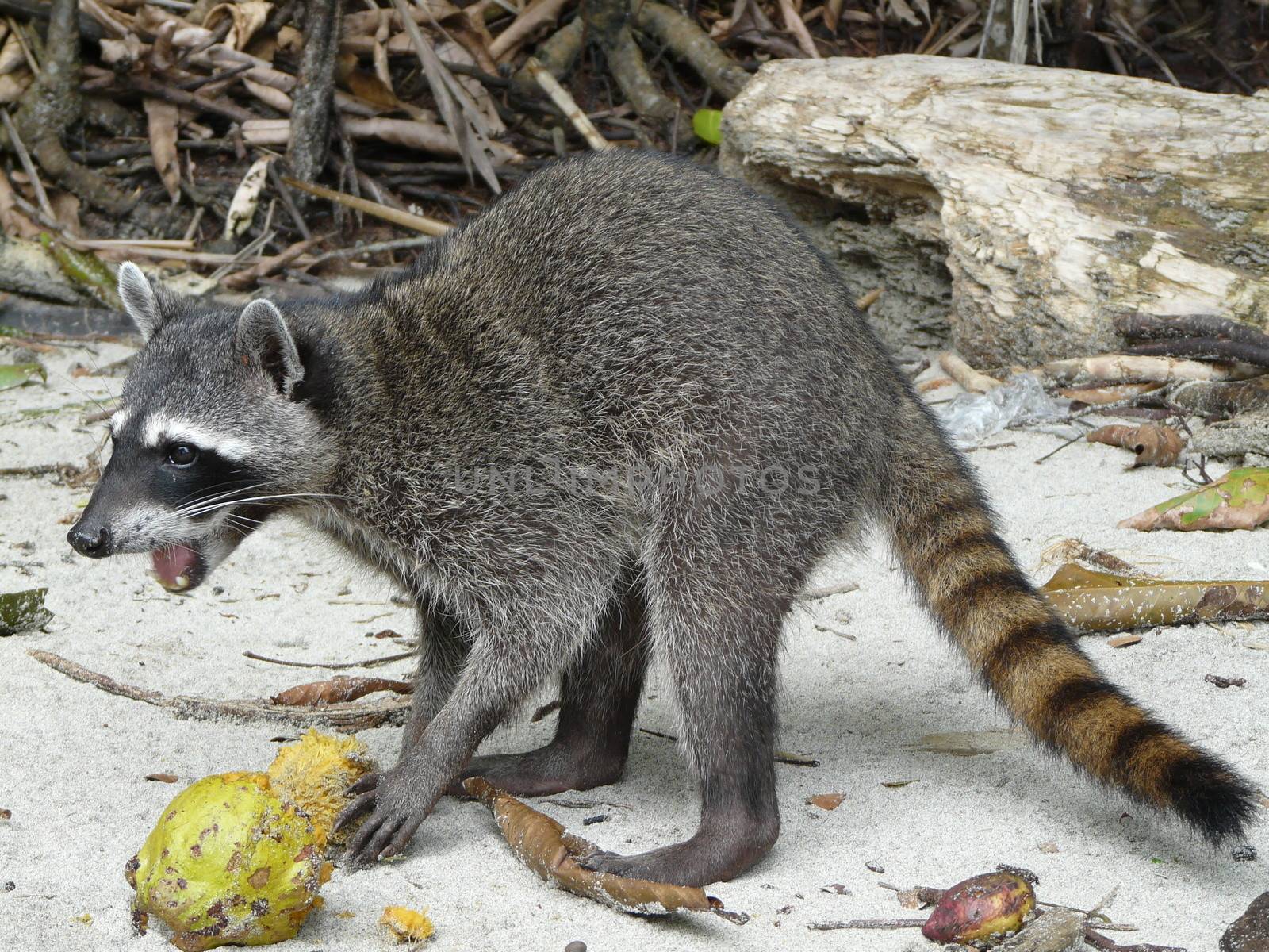 Raccoon eating a fruit on the beach, Caribbean, Costa Rica