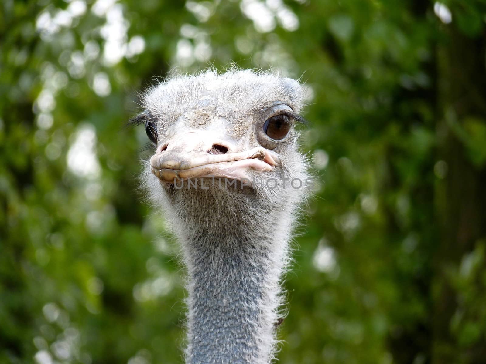 Close-up on a ostrich s head