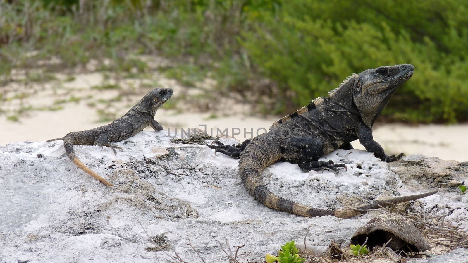 Iguanas on a rock in Playa del Carmen in Mexico