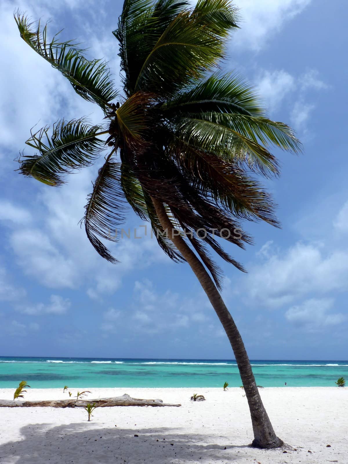 Palm tree on white beach of the Island Saona, Dominican Republic.