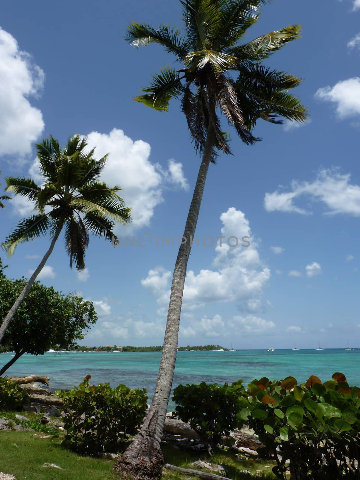 Palm trees at the Beach of Bayahibe, Dominican Republic