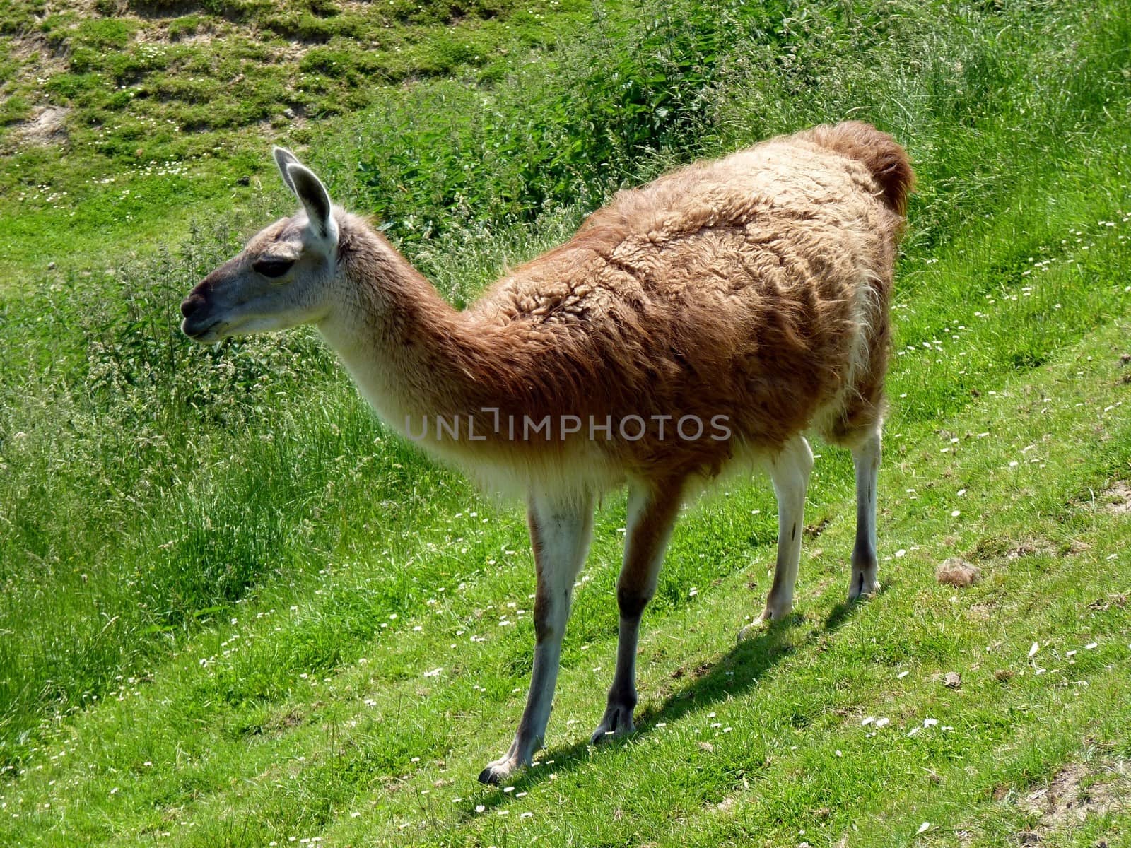 Lama by nicousnake