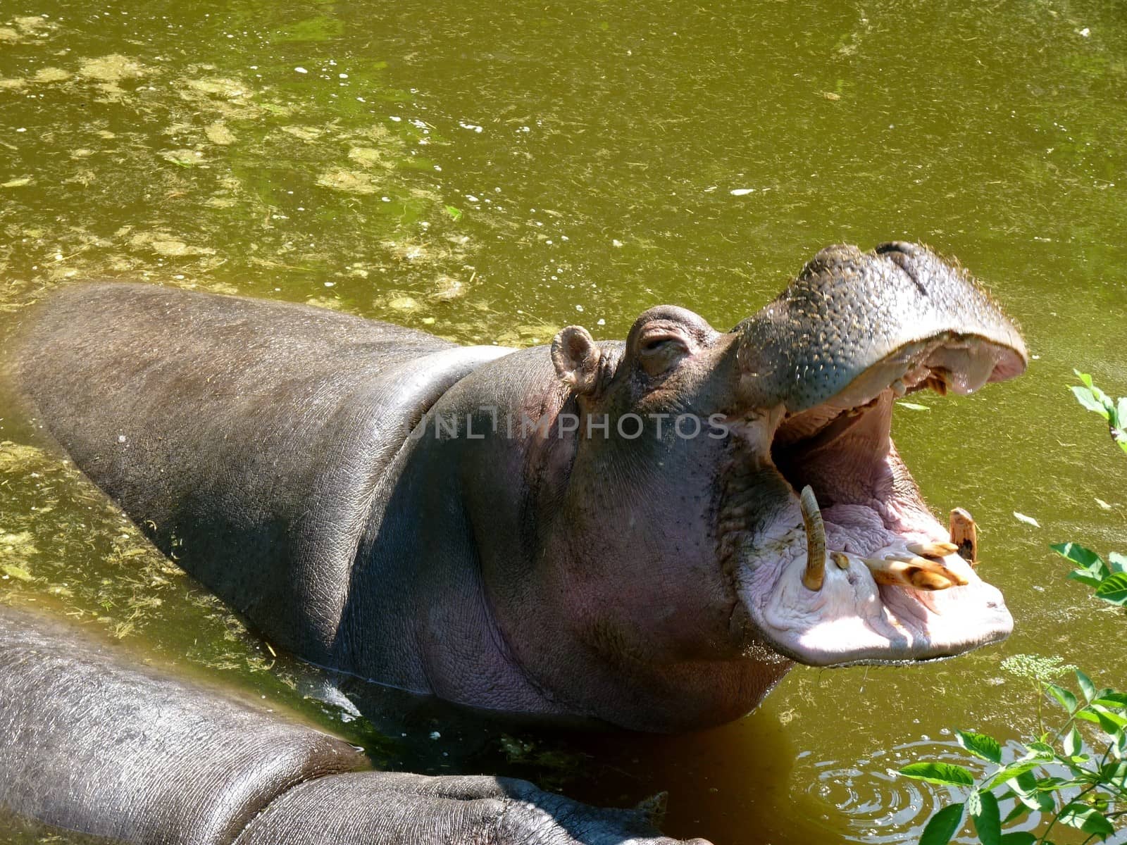 Hippopotamus by nicousnake