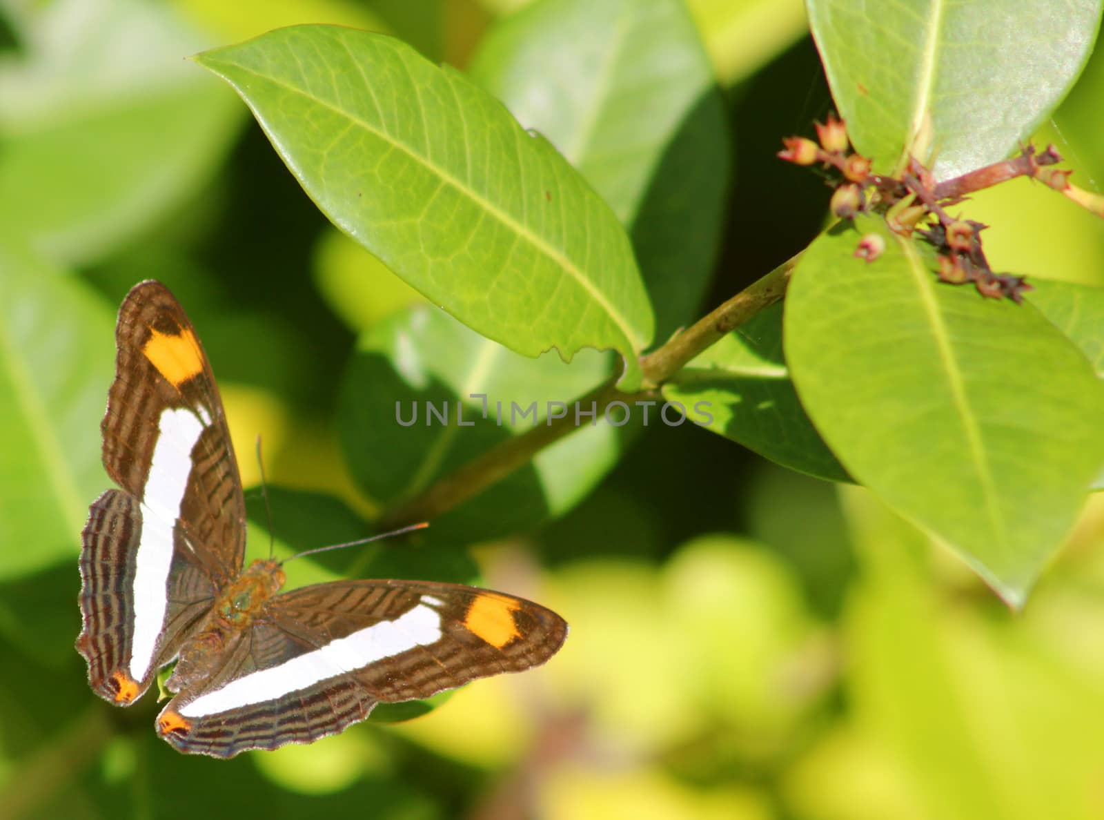 A brown butterfly (Adelpha Basiloides) commonly known as Spot-celled Sister rests on a glossy leaf in Mexico