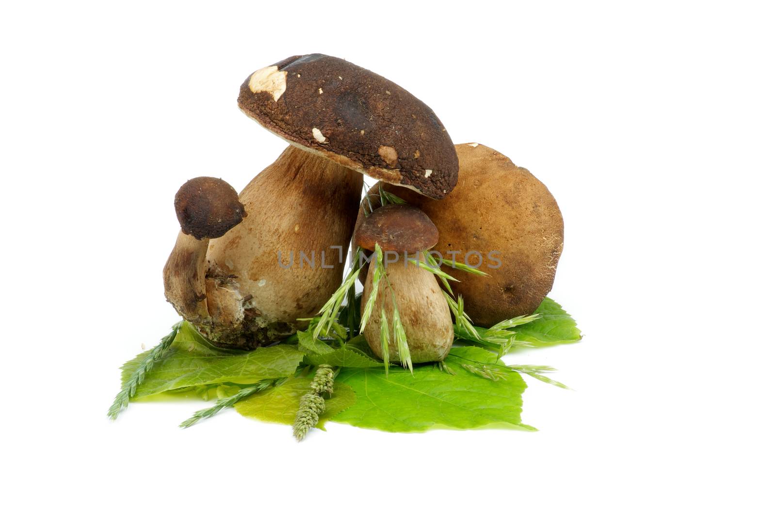 Arrangement of Porcini Mushroom and Boletus on Green Leafs and Grass isolated on white background