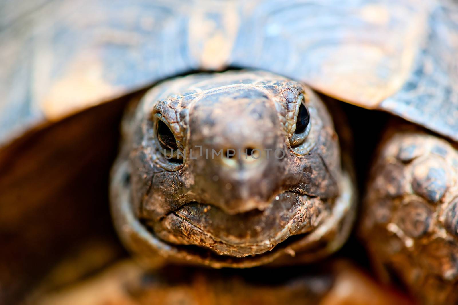 portrait of tortoise close up by kosmsos111