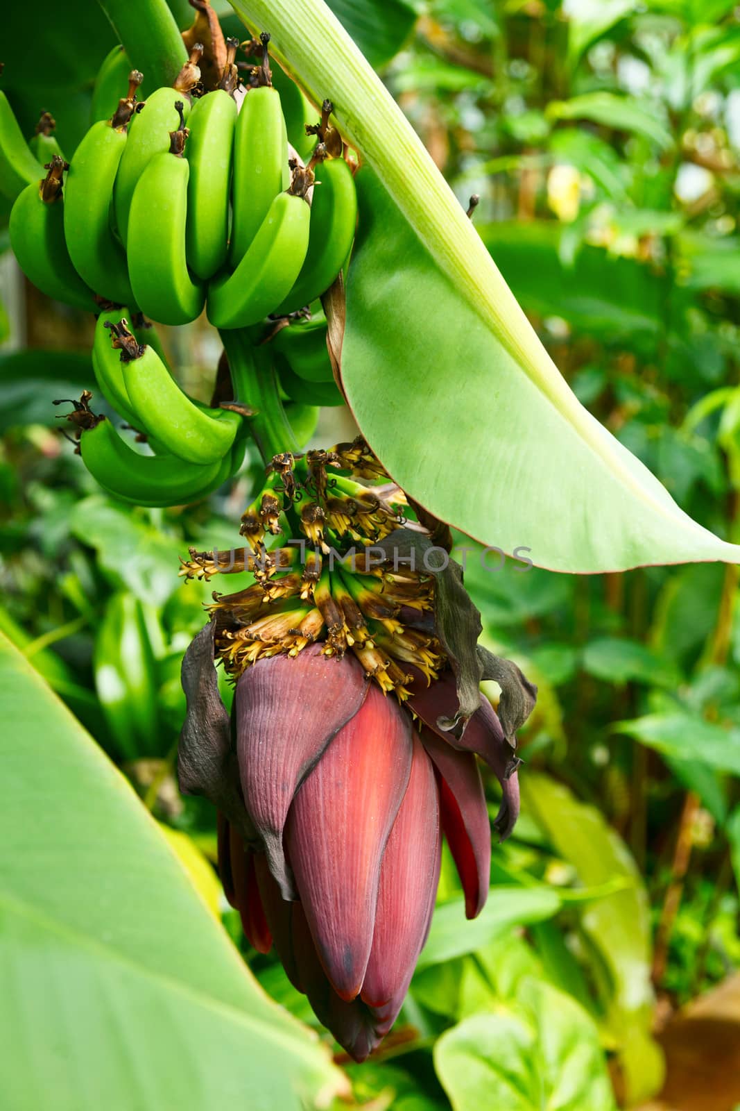 Banana tree with fruit and inflorescence