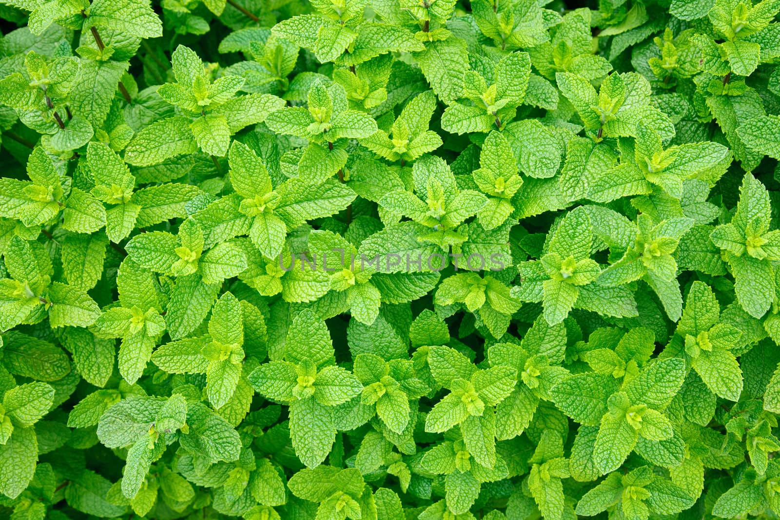 Green mint leaves close-up background