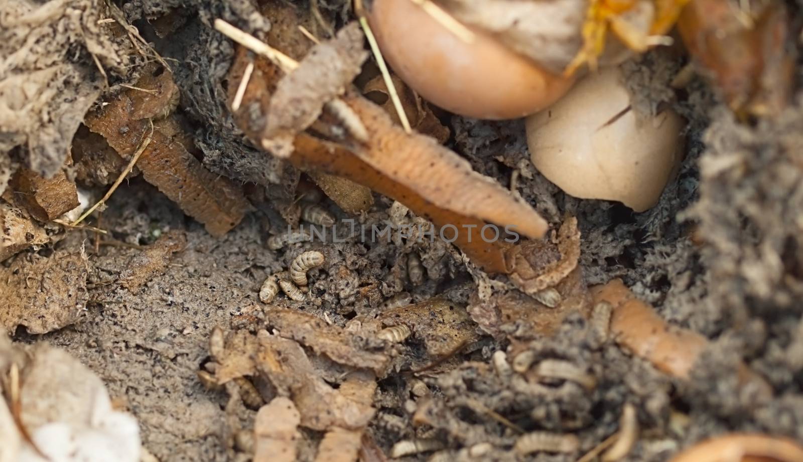 maggot grubs decomposing food and vegetable scraps in compost bin 